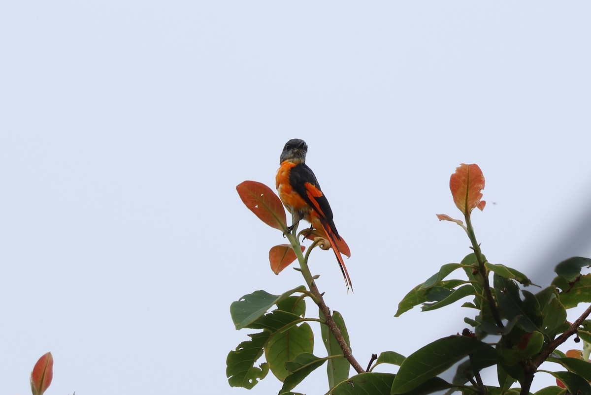 Minivet Gorjigrís (grupo solaris) - ML636656047