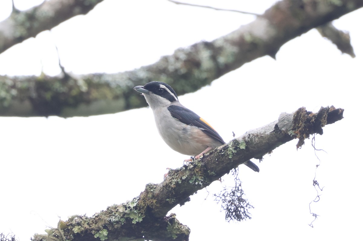 White-browed Shrike-Babbler (Blyth's) - ML636656049