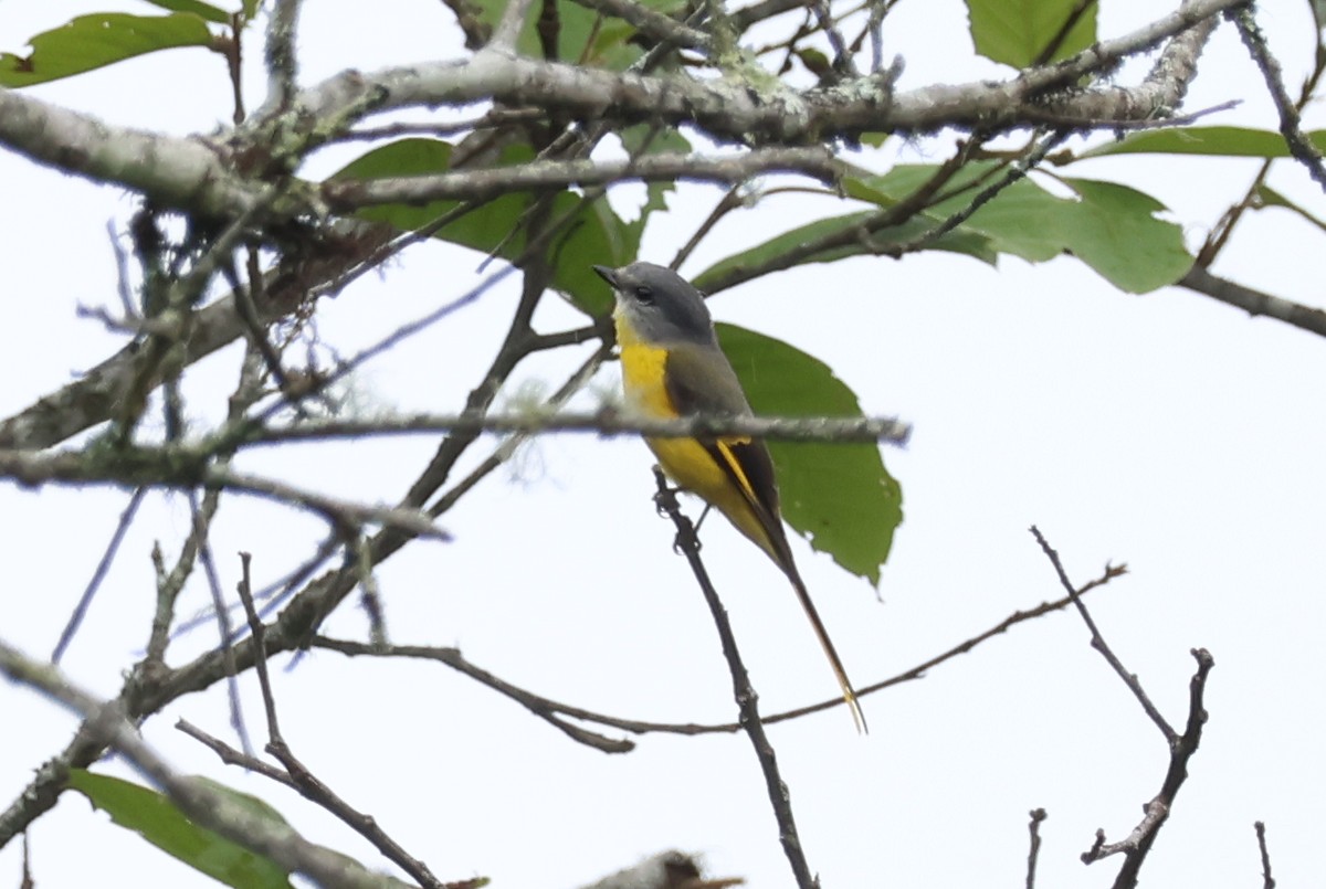 Minivet Gorjigrís (grupo solaris) - ML636656057