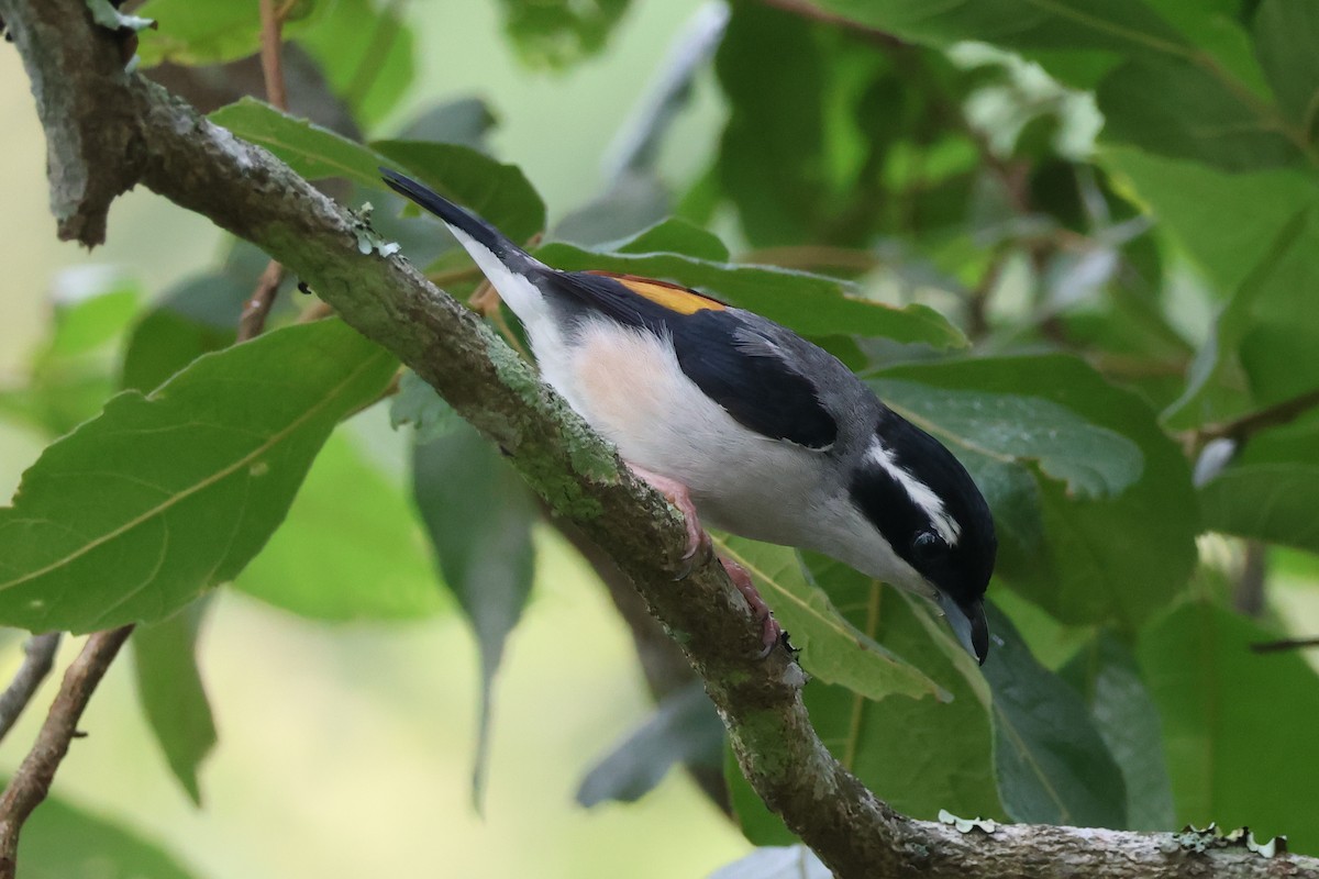 White-browed Shrike-Babbler (Blyth's) - ML636656070