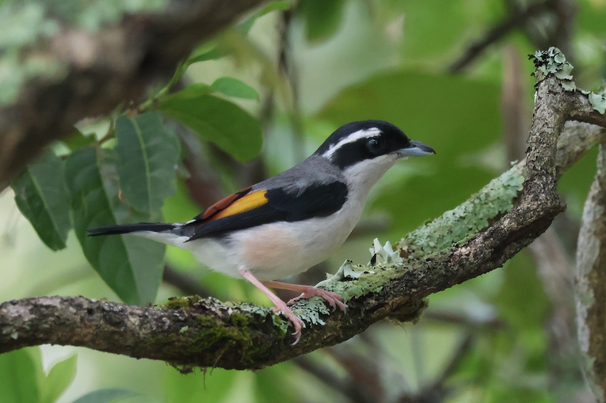 White-browed Shrike-Babbler (Blyth's) - ML636656071