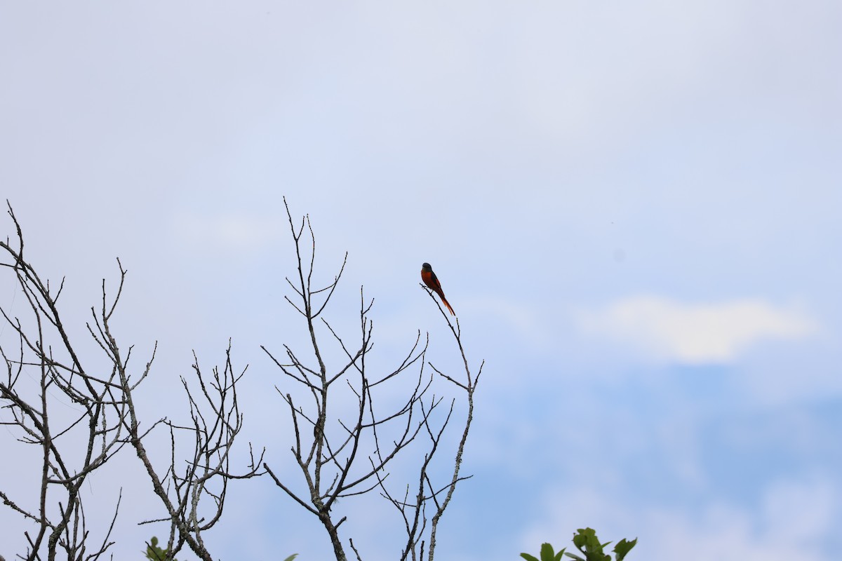 Minivet Gorjigrís (grupo solaris) - ML636656077
