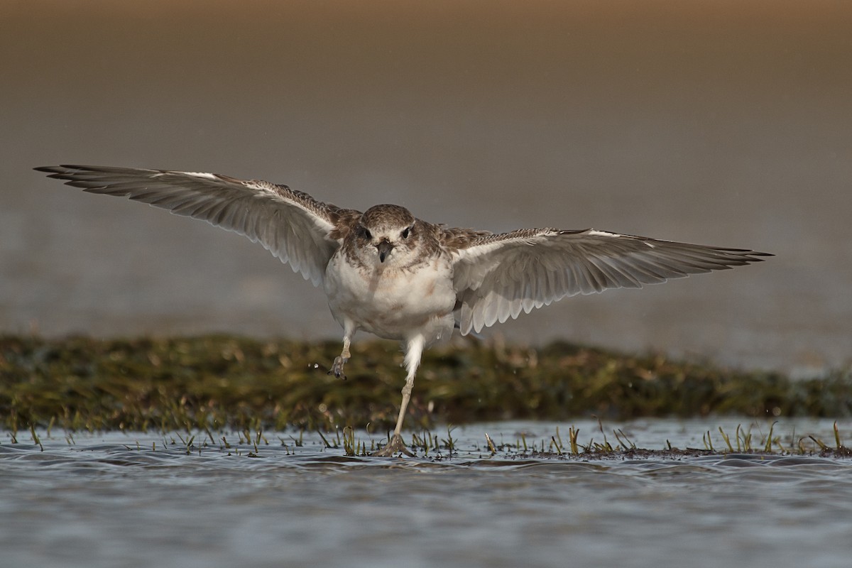 Red-breasted Dotterel - ML636656145