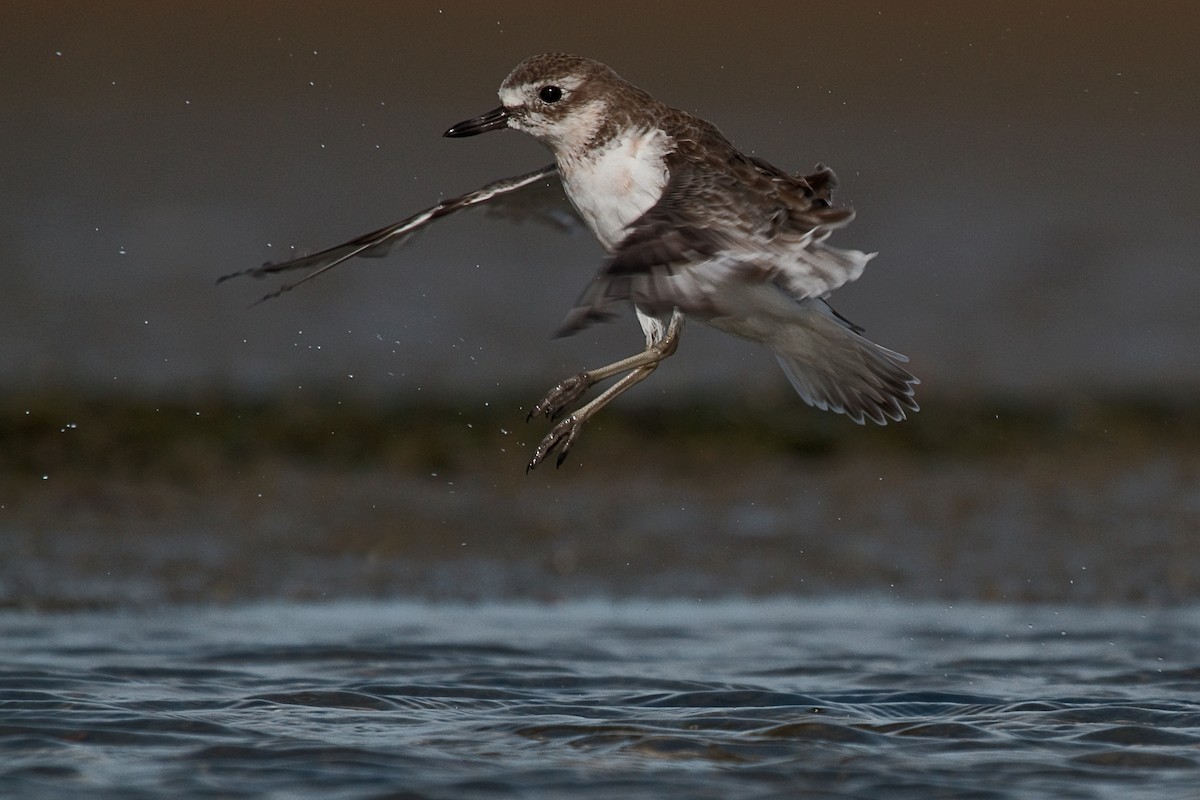 Red-breasted Dotterel - ML636656146