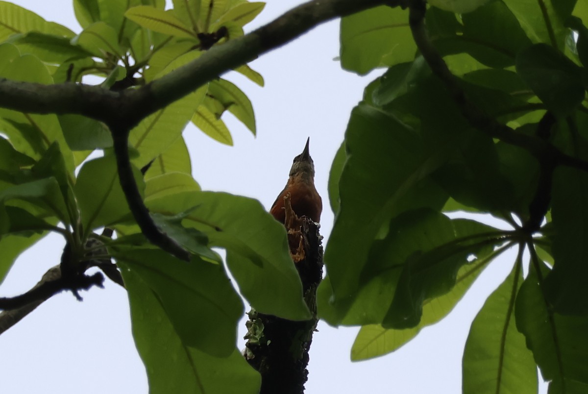 Burmese Nuthatch - ML636656148