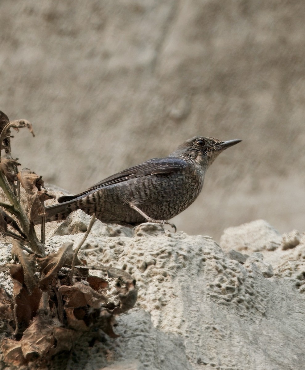 イソヒヨドリ - ML636656157