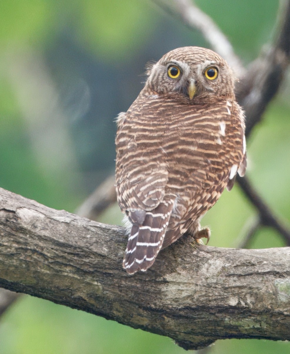 オオスズメフクロウ - ML636656162