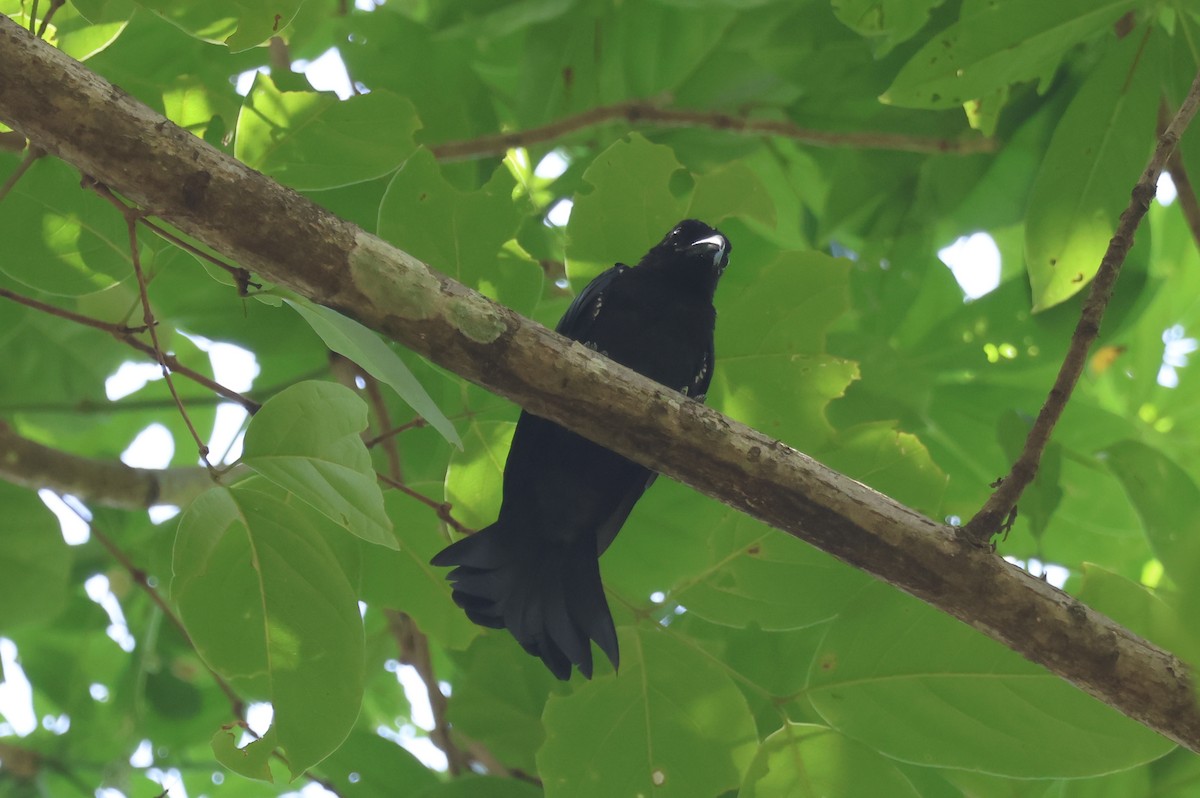 Hair-crested Drongo (Hair-crested) - ML636656168