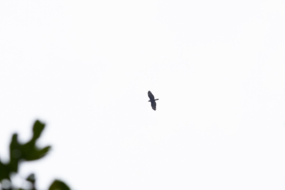 Aigle huppé - ML636656170