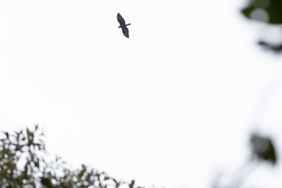 Aigle huppé - ML636656172