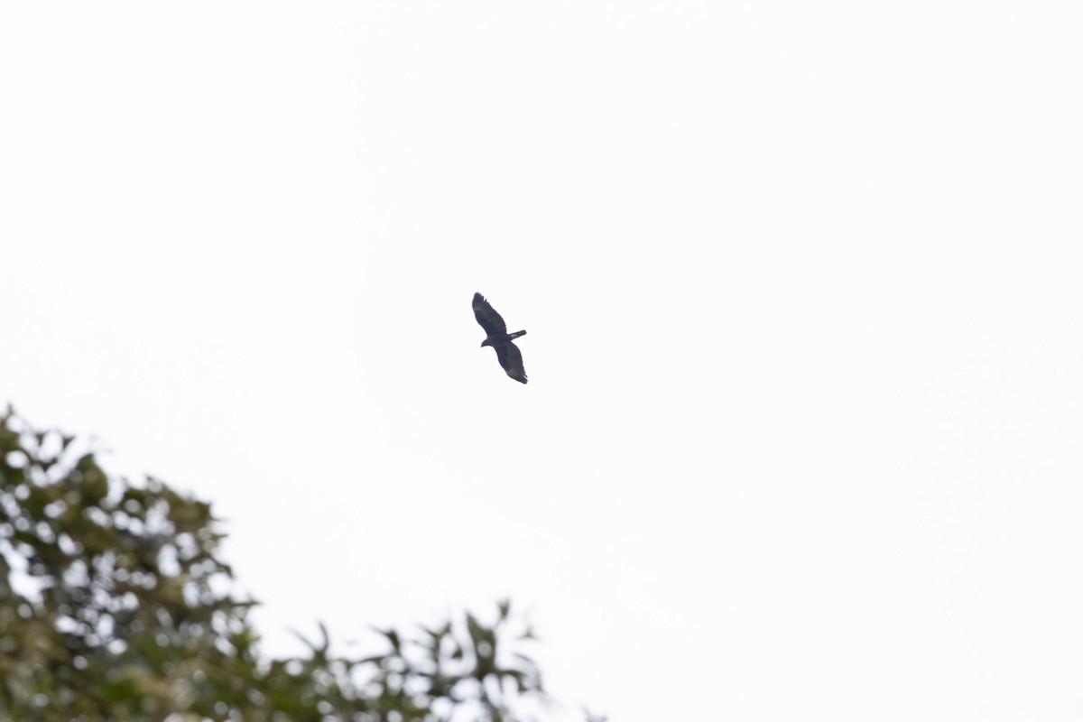 Aigle huppé - ML636656175