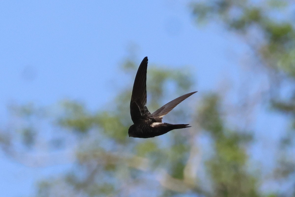 Cook's Swift - ML636656181