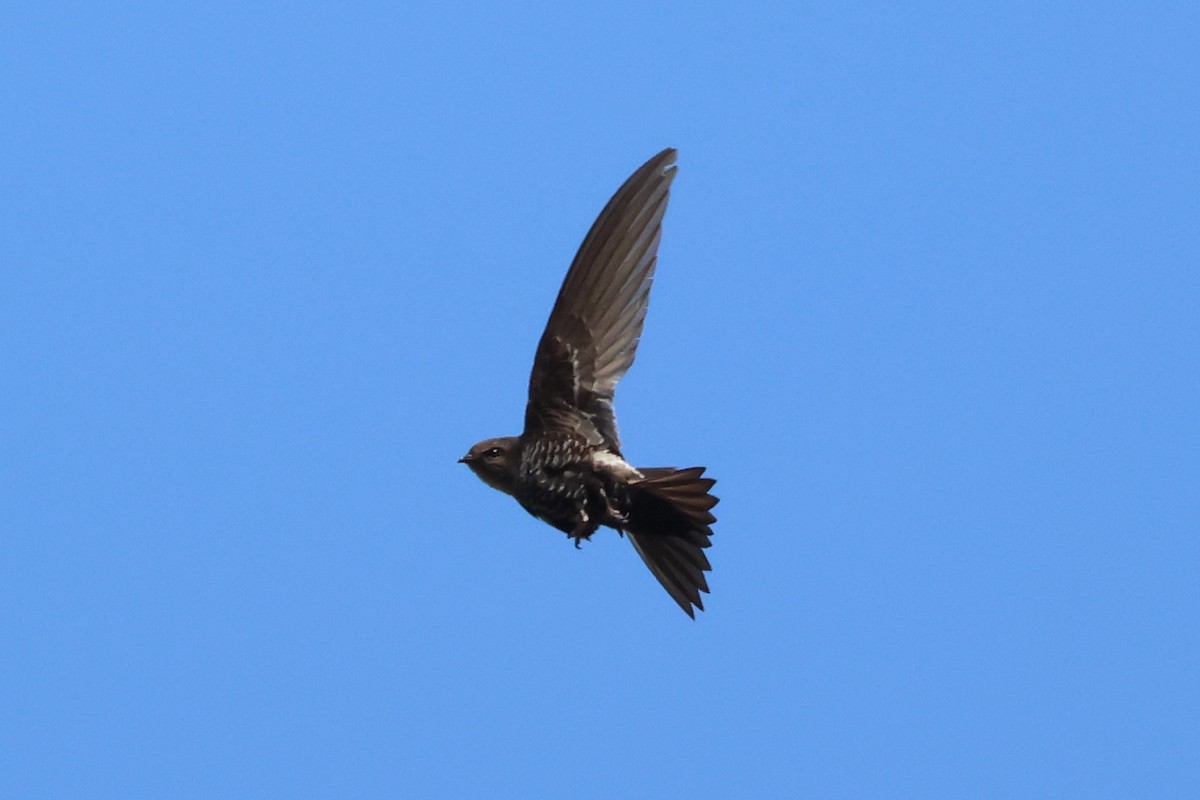 Cook's Swift - ML636656182