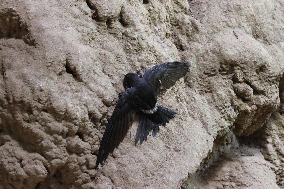 Cook's Swift - ML636656196