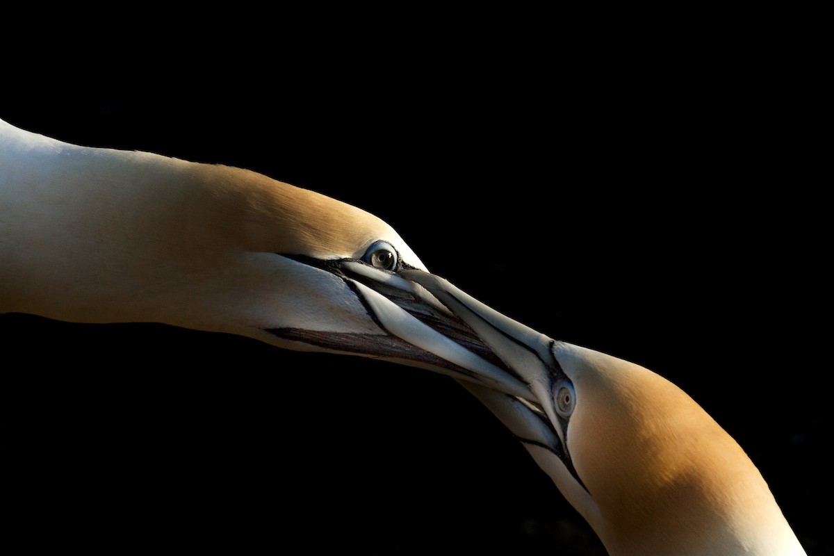 Australasian Gannet - ML636656246