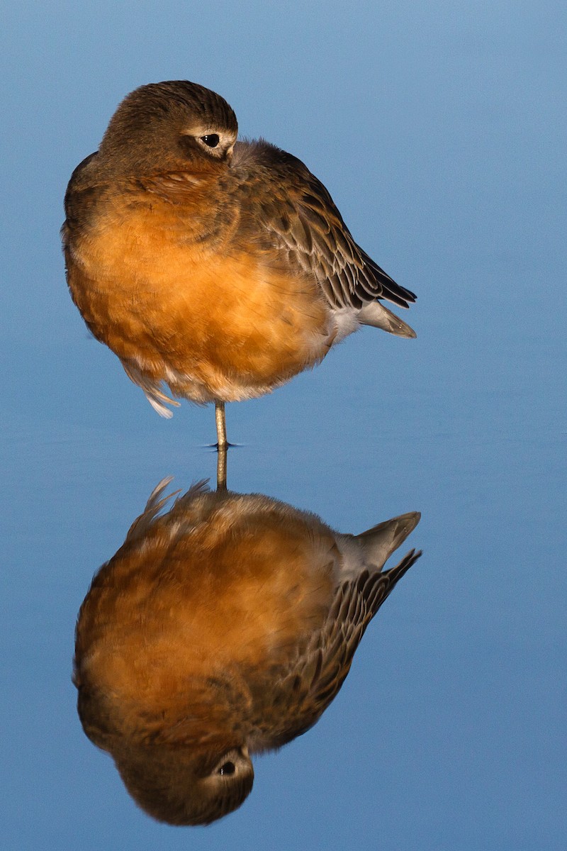 Red-breasted Dotterel (Southern) - ML636656410