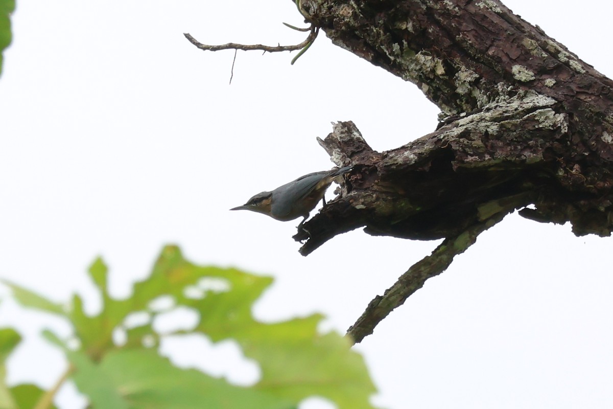 Burmese Nuthatch - ML636656431