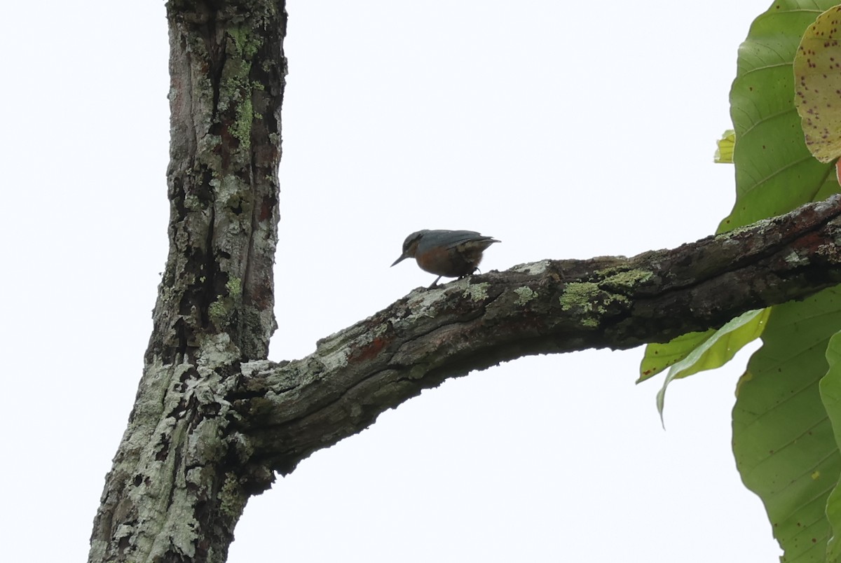 Burmese Nuthatch - ML636656432