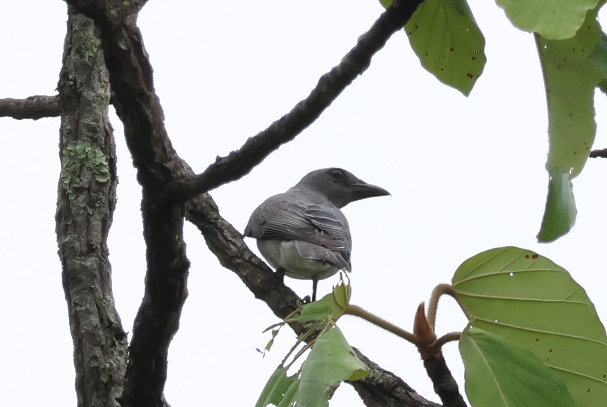 Oriental Cuckooshrike (Oriental) - ML636656434