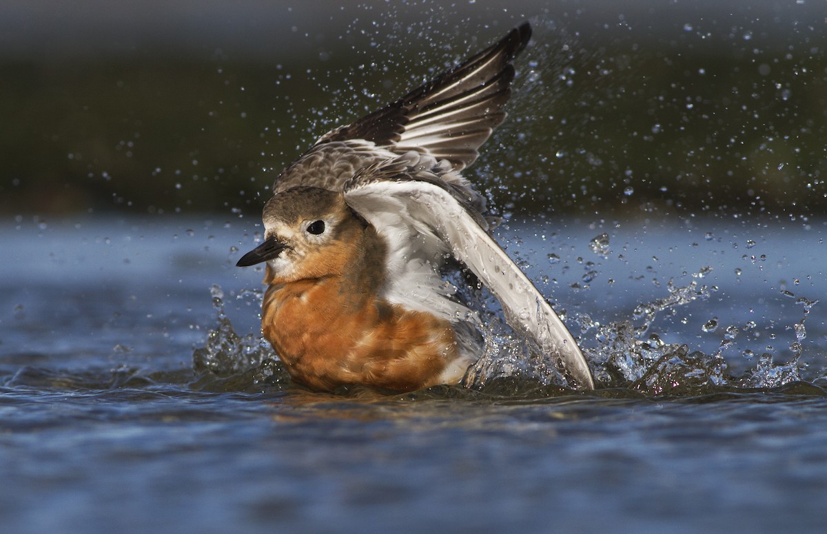 Red-breasted Dotterel (Southern) - ML636656499