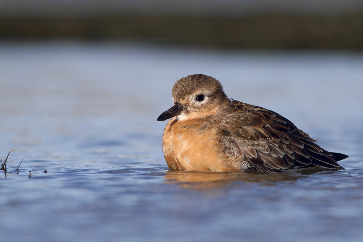 Red-breasted Dotterel (Southern) - ML636656500