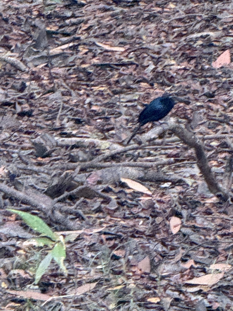 Shining Flycatcher - ML636656528