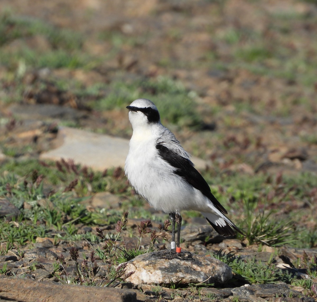 Collalba Gris - ML636656573