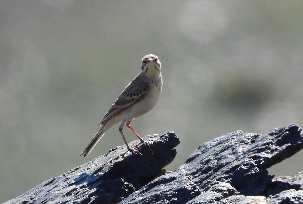 Bisbita Campestre - ML636656581
