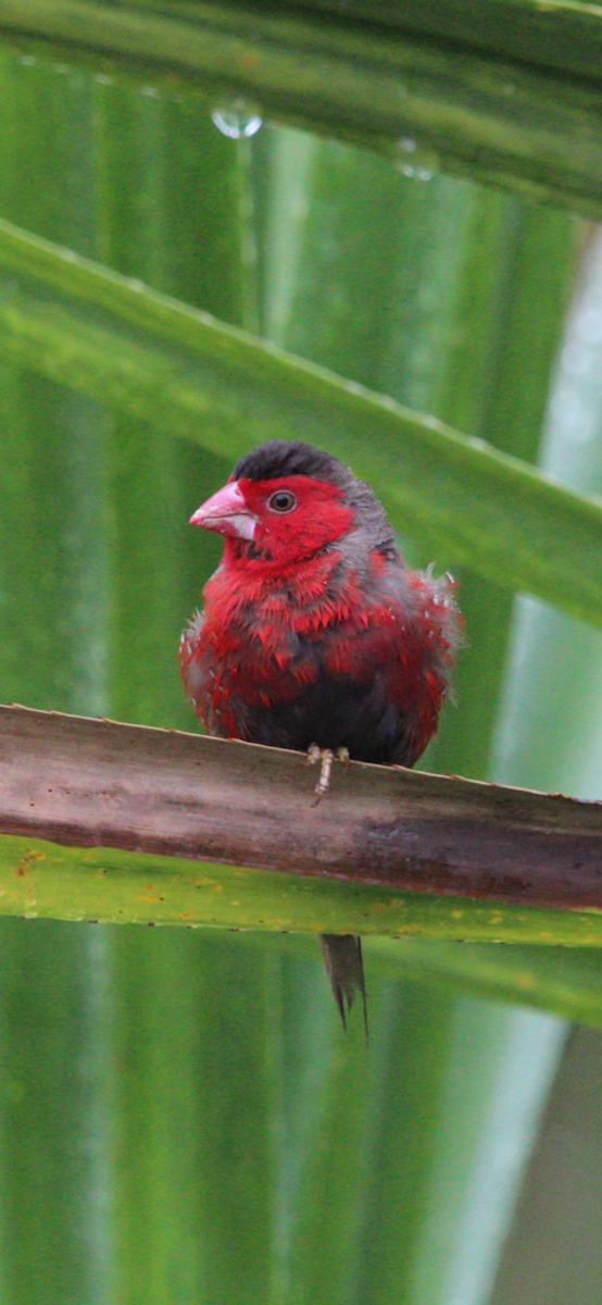 Crimson Finch - ML636656614