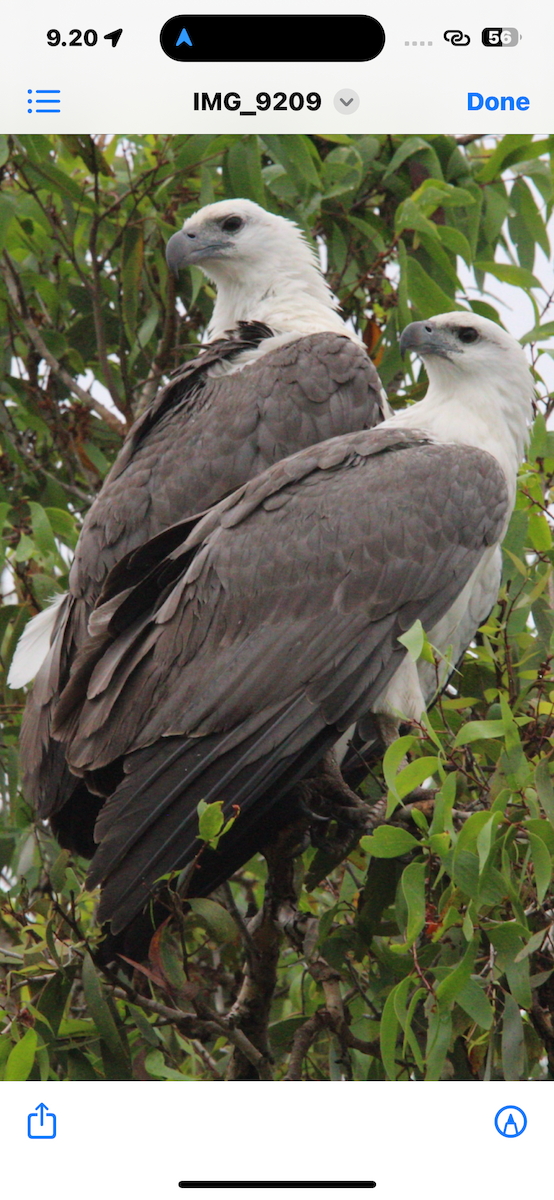 White-bellied Sea-Eagle - ML636656619