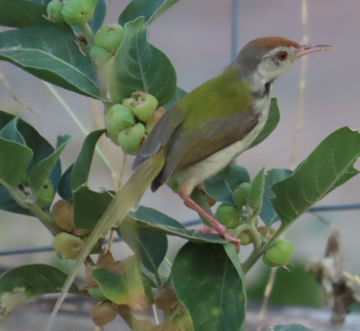 Common Tailorbird - ML636656627