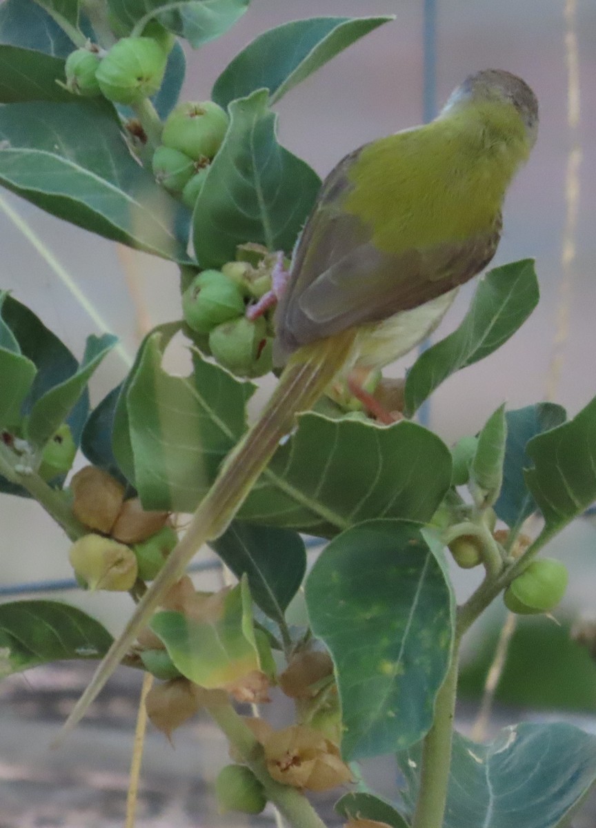 Common Tailorbird - ML636656628