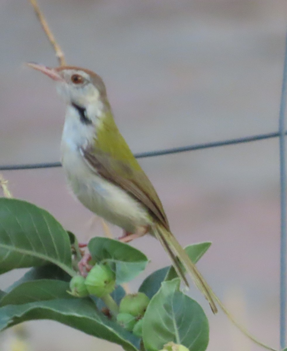 Common Tailorbird - ML636656629