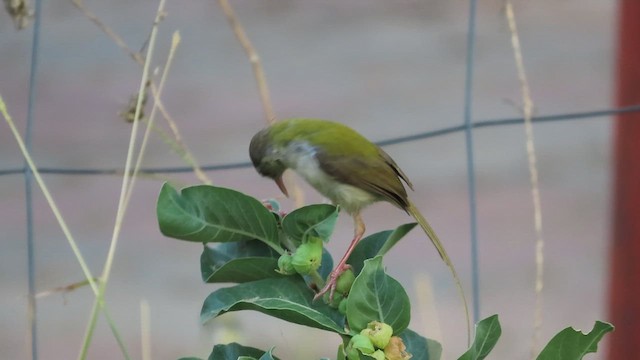 Common Tailorbird - ML636656630