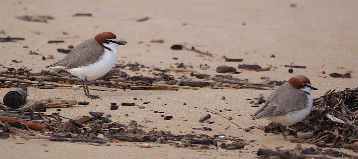 Red-capped Plover - ML636656640