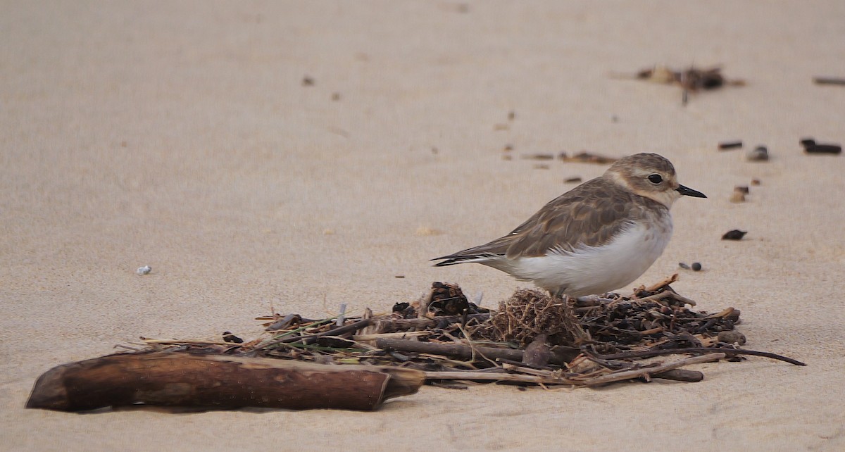 Double-banded Plover - ML636656654