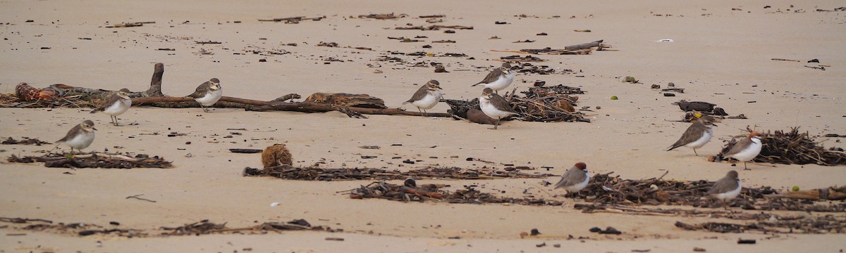 Double-banded Plover - ML636656663