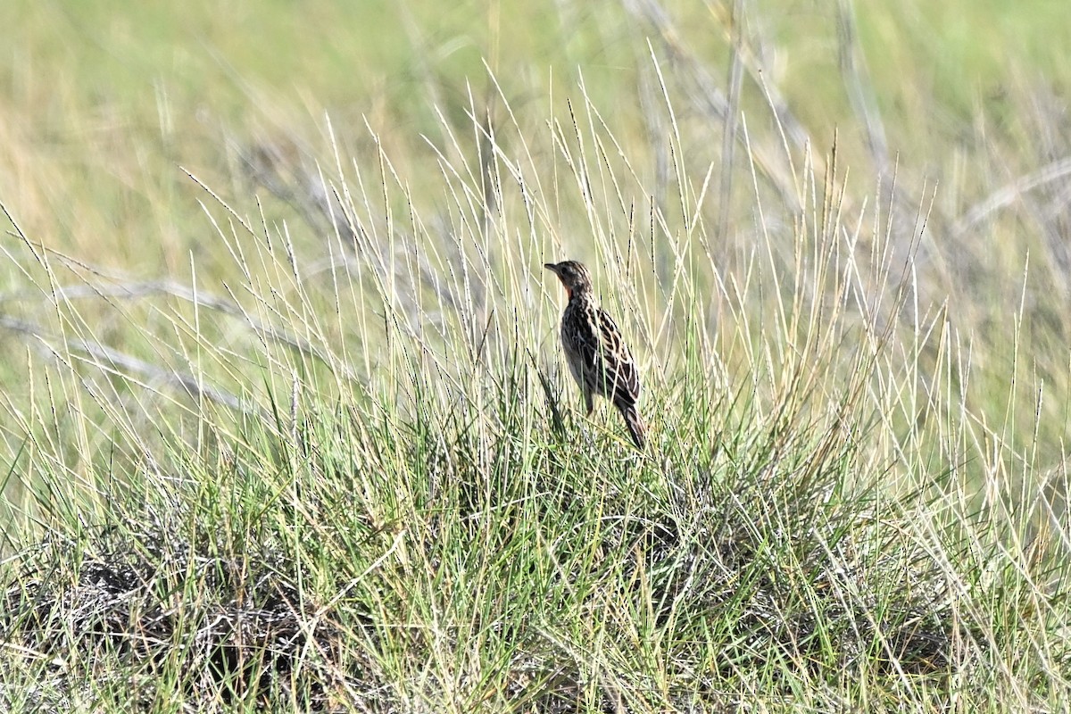 Rosy-throated Longclaw - ML636656803