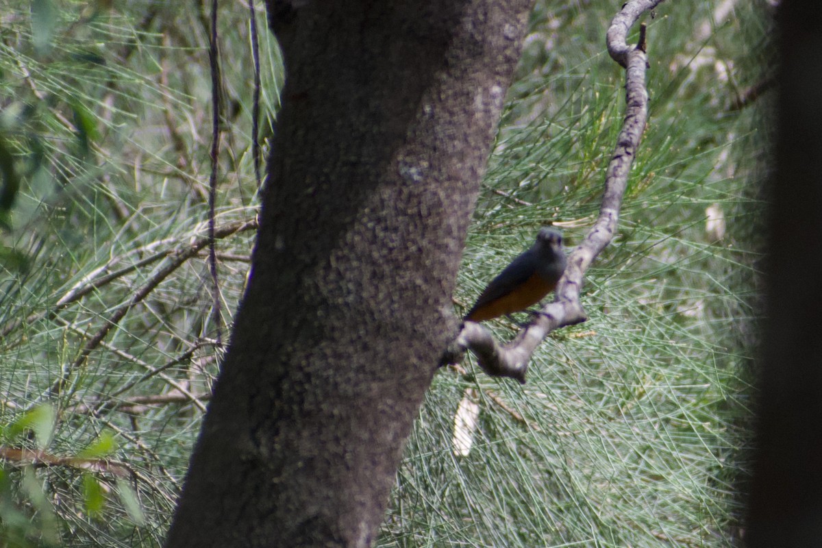 Black-faced Monarch - ML636656825