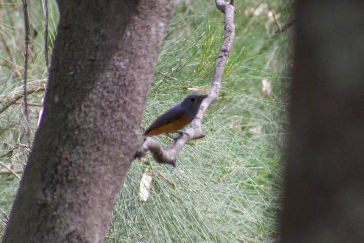 Black-faced Monarch - ML636656826