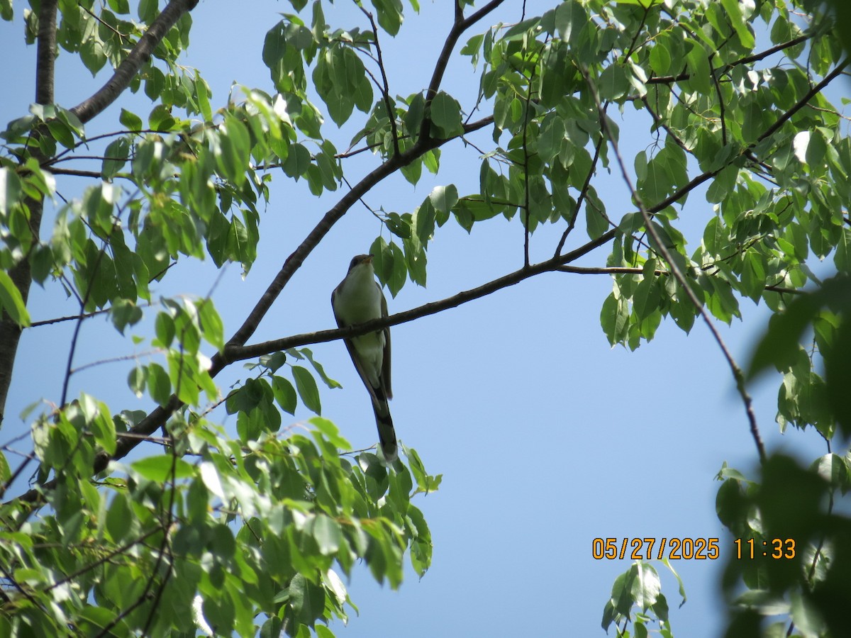 Yellow-billed Cuckoo - ML636656990