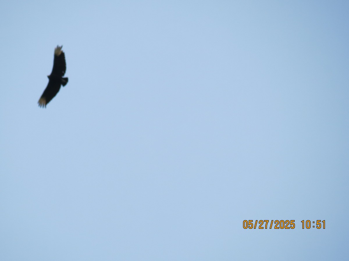 Black Vulture - ML636656993