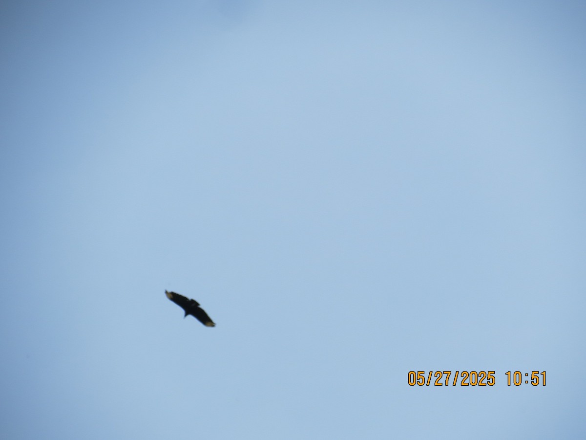 Black Vulture - ML636656994