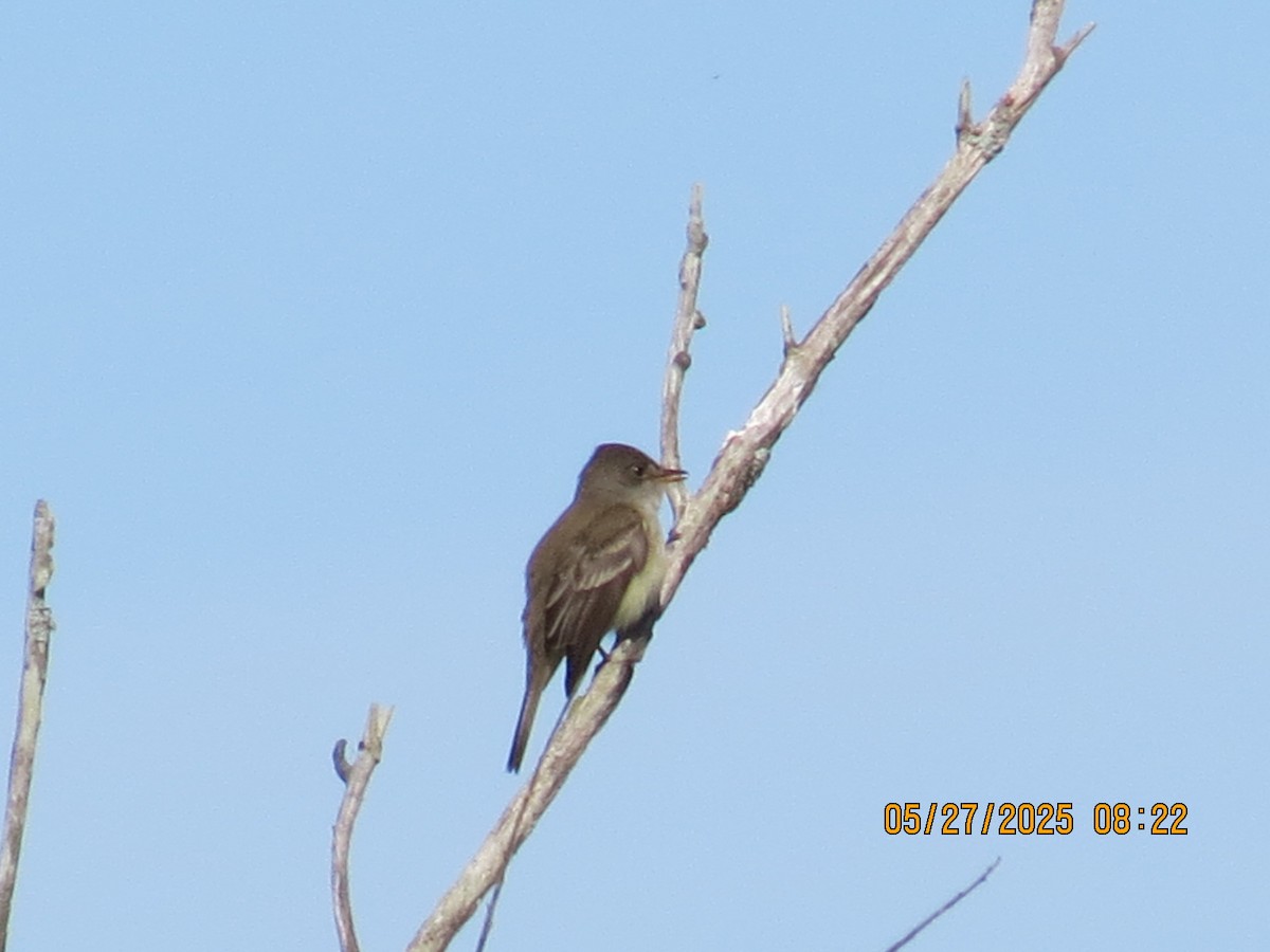 Willow Flycatcher - ML636657003
