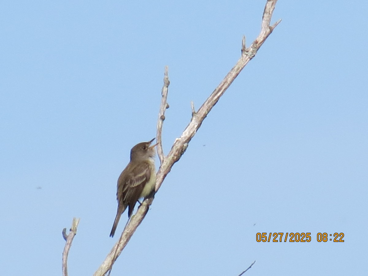 Willow Flycatcher - ML636657004