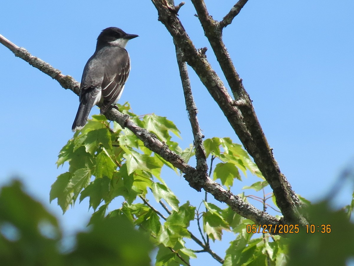 Eastern Kingbird - ML636657016