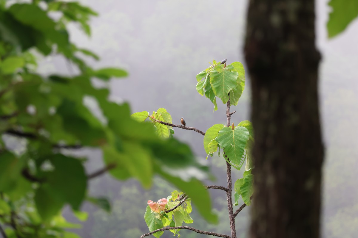 Burmese Nuthatch - ML636657020