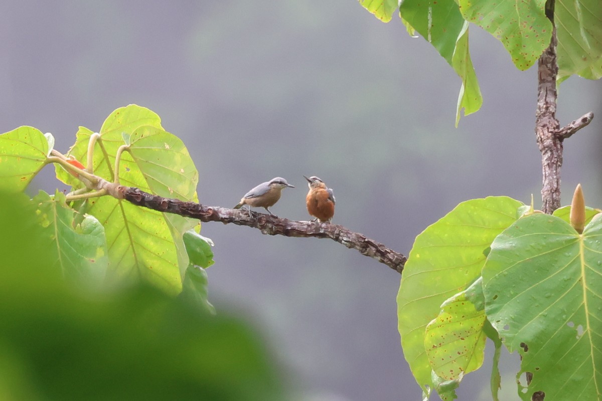 Burmese Nuthatch - ML636657028