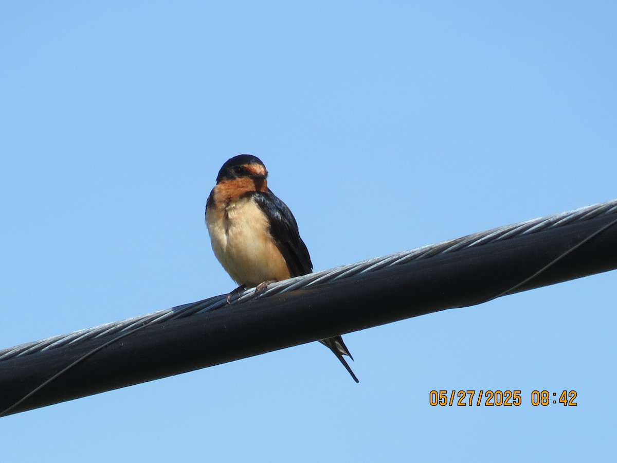 Cliff Swallow - ML636657039