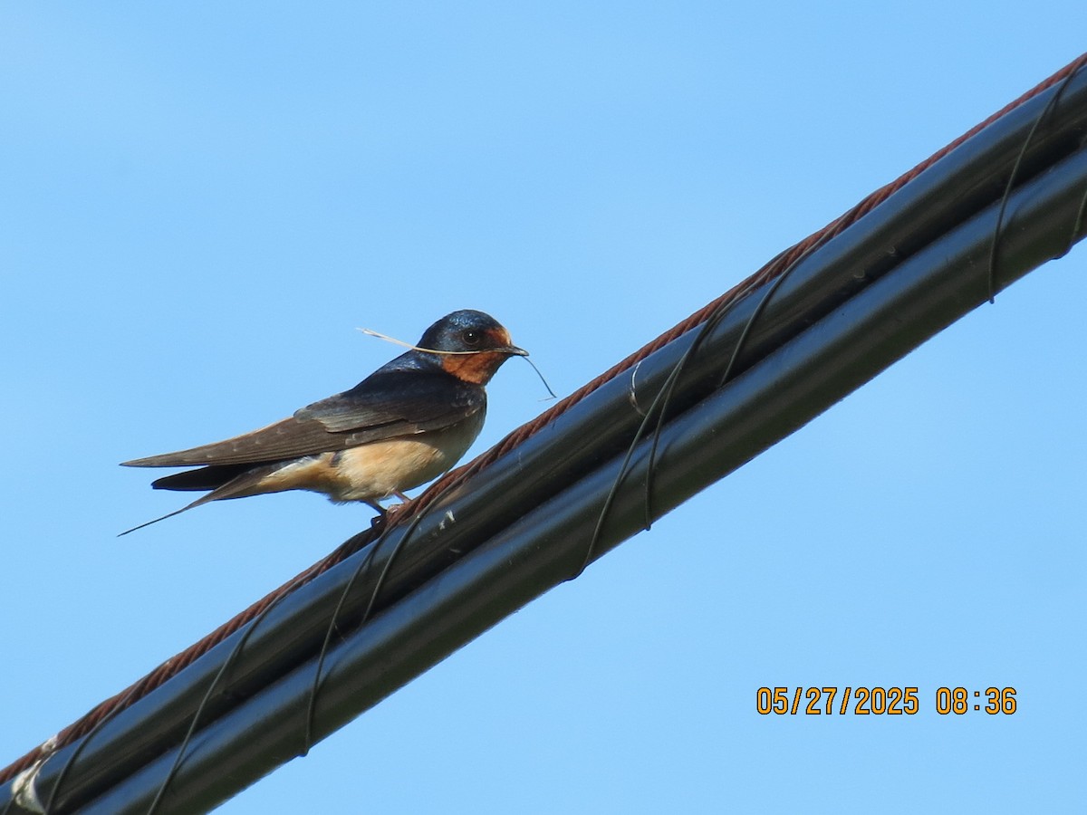 Cliff Swallow - ML636657040